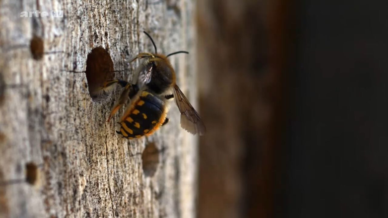 biene majas wilde schwestern wildbienen dokumentation