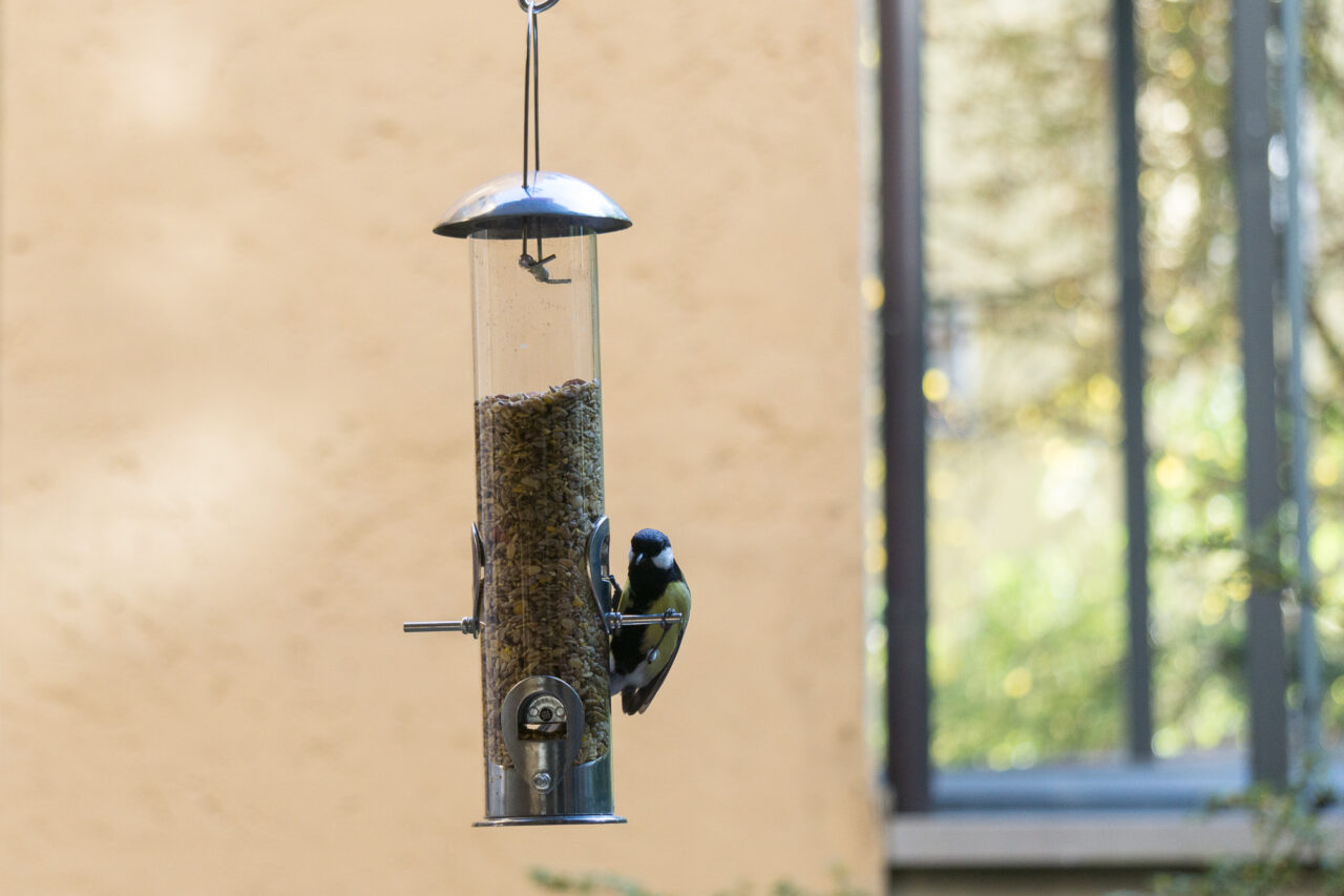 Vögel füttern: So einfach und so effektiv