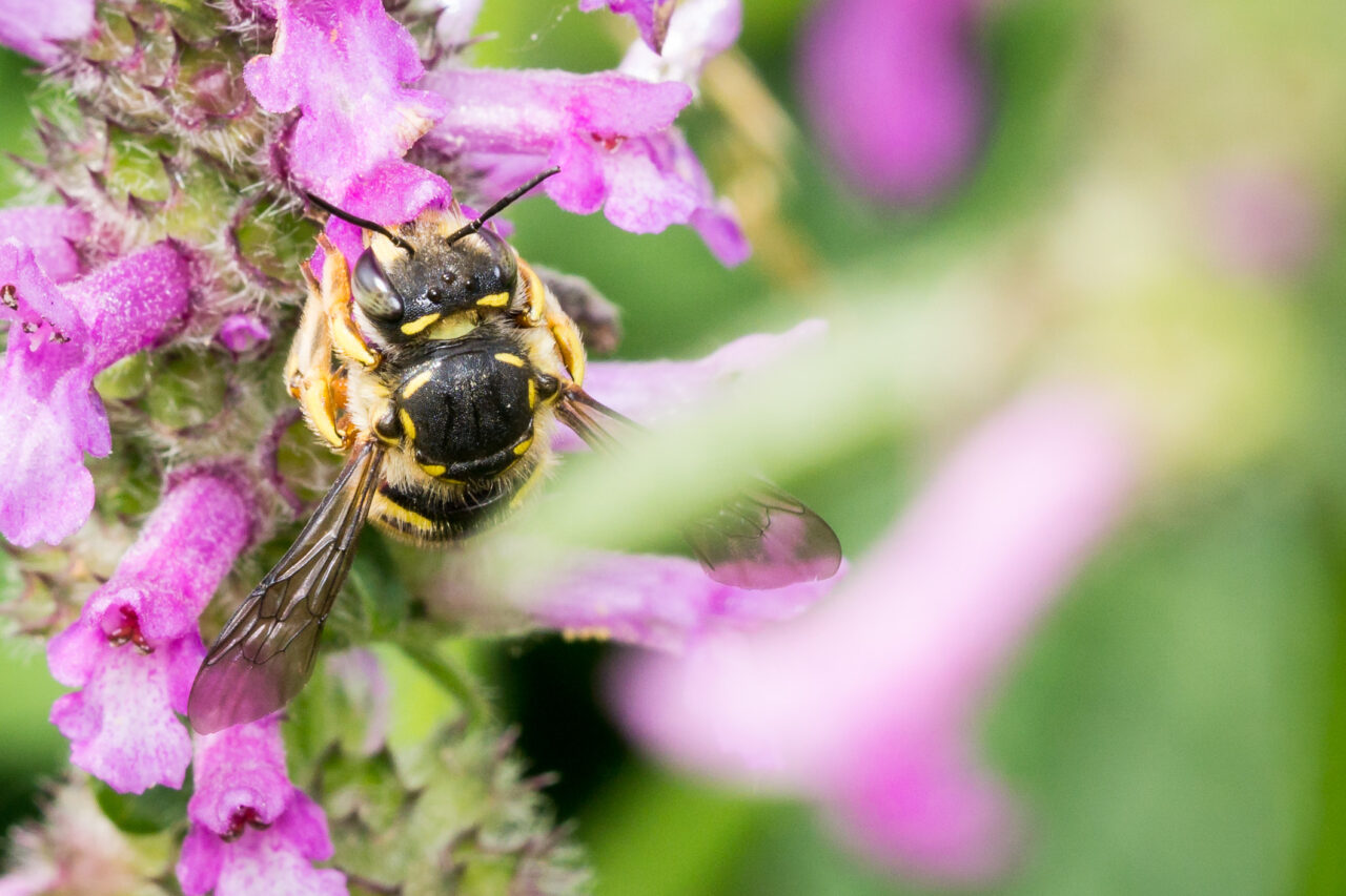 Die schönsten Wildbienen und Insekten Makro Bilder aus meinem Garten